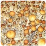 Псилоцибиновые (галлюциногенные) грибы в Североуральске Psilocybin "Golden Teacher" Псилоцибиновые (галлюциногенные) грибы в Североуральске Psilocybin "Golden Teacher"